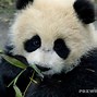 Image result for Giant Panda Endangered Species