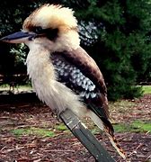 Image result for baby kookaburra