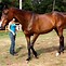 Image result for British Thoroughbred Race Horse