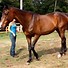 Image result for Thoroughbred Horse