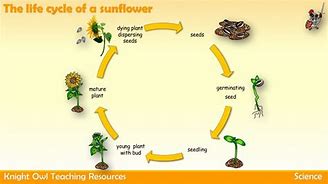 Image result for Sunflower Life Cycle