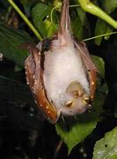 Image result for Dragon Tube-Nosed Fruit Bat
