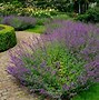Image result for Nepeta faassenii Six Hills Giant