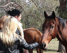 Image result for Horse Saying Why Meme