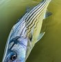 Image result for Canyon Lake Fishing