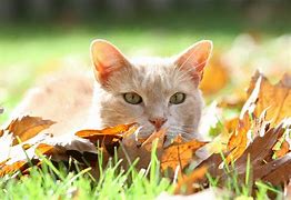 Image result for Bright Orange Cat