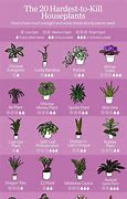 Image result for 10 Most Common House plants