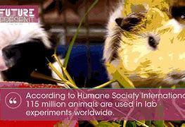 Image result for Anti Animal Testing