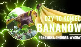 Image result for co_to_za_zatoka_panamska