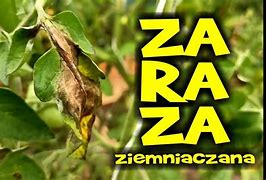Image result for co_to_za_zaraza_ziemniaczana