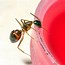 Image result for Biggest Ant Ever