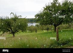 Image result for Apple Orchard Switzerland