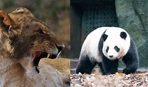 Image result for Panda vs Lion