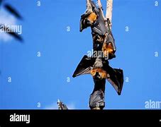 Image result for Big Bats in Australia