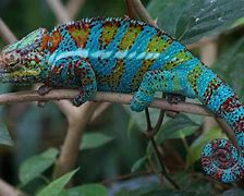 Image result for Tropical Reptiles