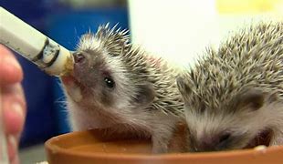 Image result for Cute Real Hedgehog