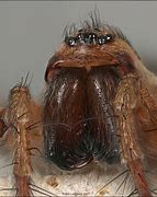 Image result for Hobo Spider Fangs