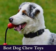 Image result for 10 Best Dog Chew Toy