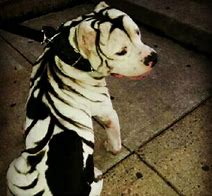 Image result for Stripe Dog