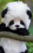 Image result for Very Cute Panda Pictures