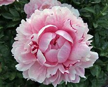 Image result for Paeonia Jadwiga (Lactif-D-Group)