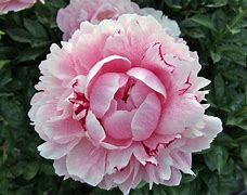 Image result for Paeonia lactiflora The Fawn