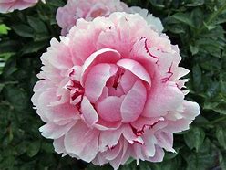 Image result for Paeonia Nymphe (Lactif-S-Group)