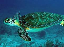 Image result for turtle