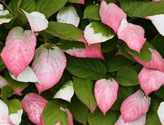 Image result for Aktinidia