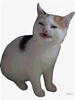 Image result for Angry Cat Meme No Words