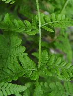 Image result for Woodsia obtusa