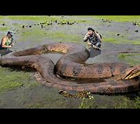 Image result for World's largest snake found dead in Amazon