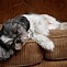 Image result for lazy dogs sleep