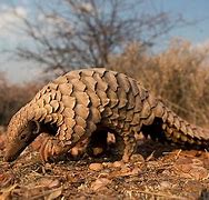 Image result for Pangolins in a Zoo