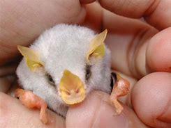 Image result for Honduran White Ghost Bat