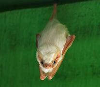 Image result for Northern Ghost Bat Babies