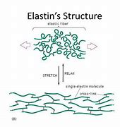 Image result for Elastin Formula