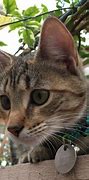 Image result for Pet Cat Types