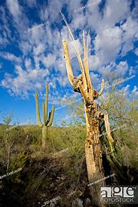Image result for Sguaro Dead Cactus