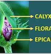 Image result for Calyx Botany