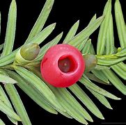 Image result for Taxus baccata