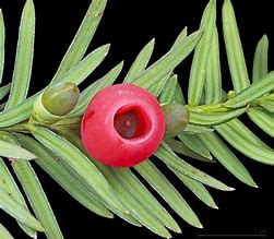 Image result for Taxus baccata Ivory Tower