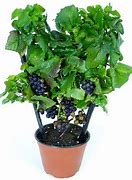 Image result for Grapes in a Pot
