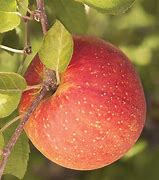 Image result for Fuji Apple Leaf