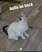 Image result for I'm Back Cat Meme