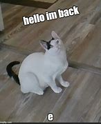Image result for I'm Back Cat Meme