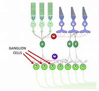 Image result for Ganglion Cell