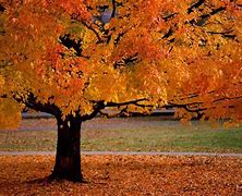 Image result for Autumn Height NHRA
