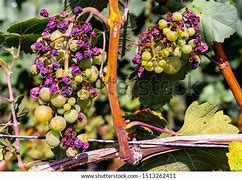 Image result for Grapes sunburn