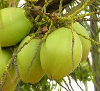 Image result for Coco Fruta